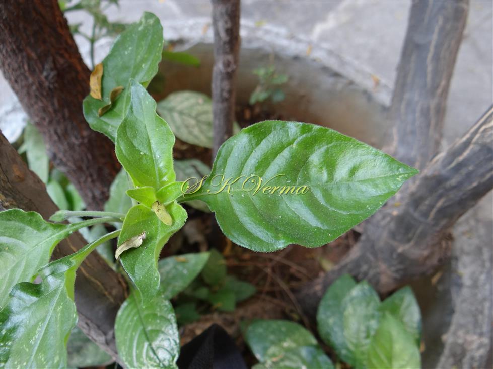  Leaves
